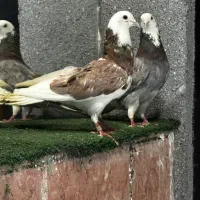 چندتا کبوتر درست حسابی