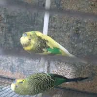 مرغ عشق نر|پرنده|شیراز, کوشک میدان|دیوار