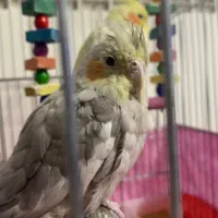 عروس هلندی سه تا عروس هلندی|پرنده|ری, علایین|دیوار