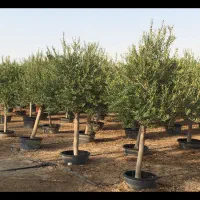 نهال زیتون اصلاح شده|خدمات باغبانی و درختکاری|تهران, آبشار|دیوار