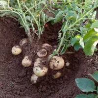 سیب زمینی بذری