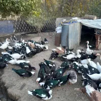 مرغابی ترکی اصل نر وماده|حیوانات مزرعه|سردشت, |دیوار