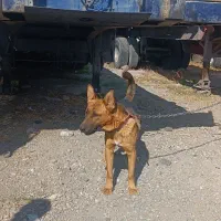 سگ گرگی نژاد ژرمن|سگ|اردبیل, |دیوار