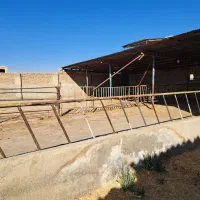 دامداری صنعتی مجزا