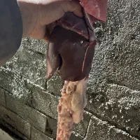 فروش بره چاق کلاله|حیوانات مزرعه|کلاله, |دیوار