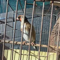 سهره نر بخون