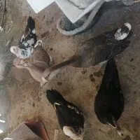 فروش ۱ مرغابی نر نژاد مسکویی و دو تا قوغاز|حیوانات مزرعه|سرپل ذهاب, |دیوار