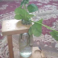 گل پتوس با جعبه چوبی|گل و گیاه طبیعی|داراب, |دیوار