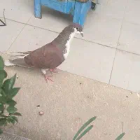 کبوتر ماده خوشرنگ سرخ|پرنده|شهرضا, |دیوار