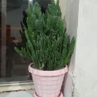 گل خانگی|گل و گیاه طبیعی|بانه, |دیوار