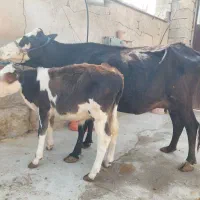گاوشیری گوساله گاومیش