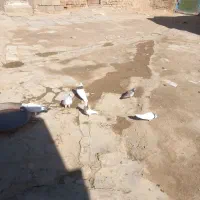کبوتر
