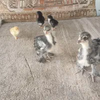 جوجه برهما