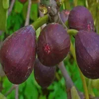 پیش‌فروش نهال پربار و مقاوم به کم آبی انجیرگلابی