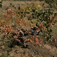 نهال پسته گلدانی آمریکایی|خدمات باغبانی و درختکاری|کرمان, |دیوار