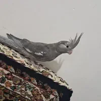 عروس هلندی|پرنده|قروه, |دیوار