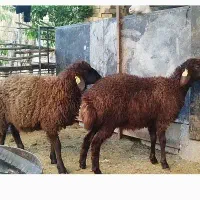 بره همو و هترو