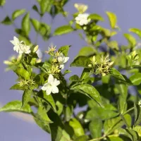 گیاه بیرونی(مناسب تراس و باغچه)اهواز