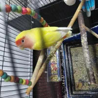 کوتوله برزیلی ماده بالغ