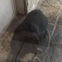 واگذاری حیوان خانگی سگ