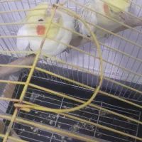 عروس هلندی معاوضه یا فروش