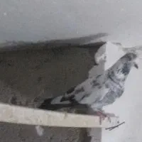 کبوتر پروازی|پرنده|رشت, شهرک قدس|دیوار