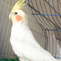 عروس هلندی سخنگو