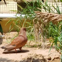 کبوتر کله ای و زاغ ابادانی