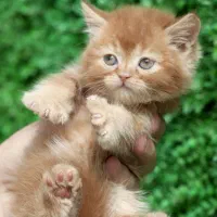 افر ویژه پیشی ملوس|گربه|اصفهان, بهار آزادی|دیوار