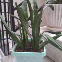 گل سانسوریا|گل و گیاه طبیعی|الوند, |دیوار