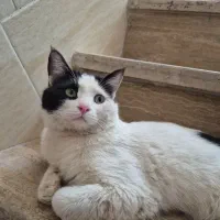 گربه،گمشده|حیوانات|یزد, |دیوار