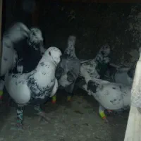 14تا سوسکی سیاه