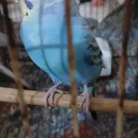 مرغ عشق ماده