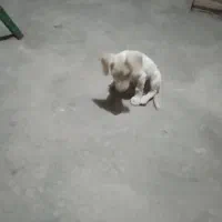 پکوتا نر
