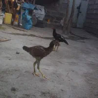 جوجه خروس و مرغ