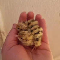 جوجه بلدرچین بوقلمون