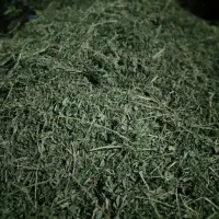 یونجه غذای اصلی خرگوش و خوکچه هندی|لوازم جانبی حیوانات|شیراز, نصر|دیوار