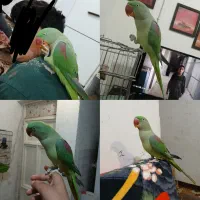 شاه طوطی ۱۰ ماه سخنگوی فول دستی