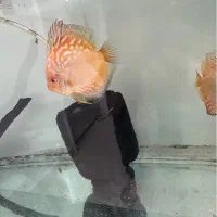 یک عدد دیسکس سالم