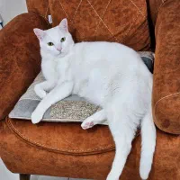 واگذاری ۲عددگربه|گربه|کرج, ساماندهی|دیوار