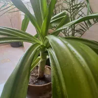 گل طبیعی|گل و گیاه طبیعی|کازرون, |دیوار