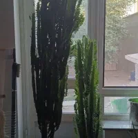 گل زیبا پرورش درخانه