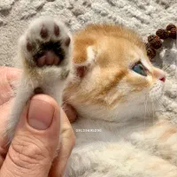 اسکاتیش بریتیش گلد ny12