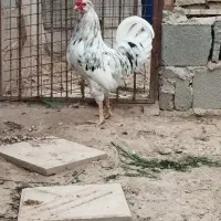 جوجه گلین اصیل|حیوانات مزرعه|قرچک, پویینک|دیوار