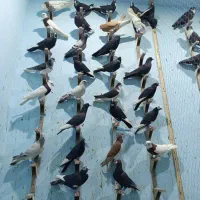 نرسوراخ کفتر نر