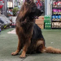 سگ ژرمن نر|سگ|شیراز, معالی‌آباد|دیوار