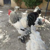 تخم مرغ نطفه دار برهما رومانی اصیل