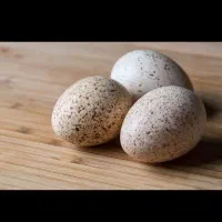 تخم نطفه دار بوقلمون