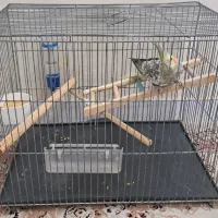 عروس هلندی به همراه قفس