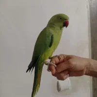 طوطی ملنگو تهران حلقه پا ماده مست مست رام|پرنده|چهاردانگه (تهران), |دیوار